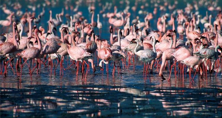 Grupo de flamencos rosados en un lago.