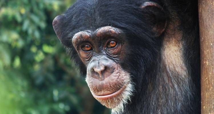 Nahaufnahme eines Schimpansen, der zur Seite blickt.