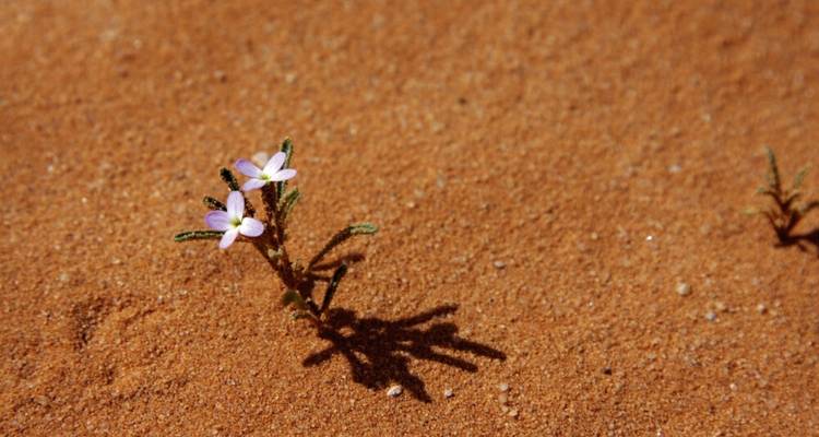 Tras la pista de los nabateos - DIAMIR Erlebnisreisen 10