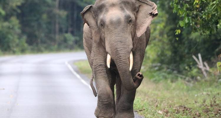 Éléphant marchant sur une route entourée de verdure.