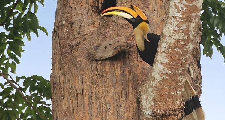 Calao perché contre un tronc d'arbre.