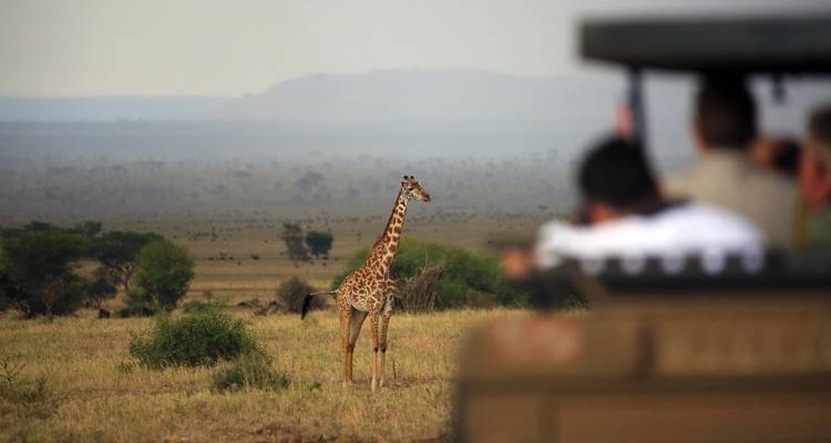 Safariwagen die een giraffe bekijkt op een uitgestrekte vlakte.