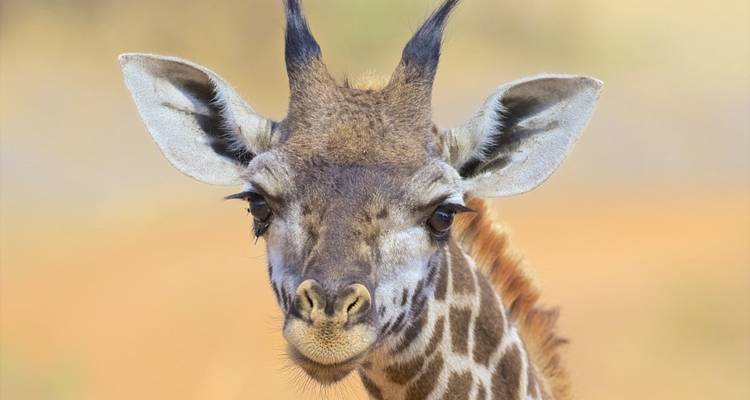 Close-up van het gezicht van een giraffe met een onscherpe achtergrond.