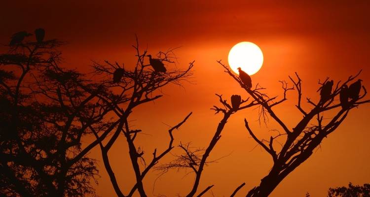 Gieren zaten op boomtakken tegen een oranje lucht.