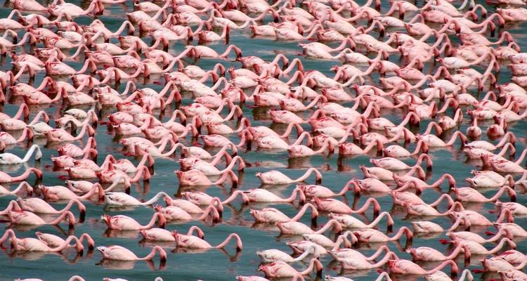 Grote groep flamingo's in het water die een roze patroon vormen.