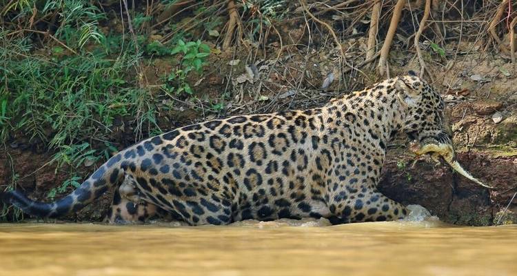 En el reino del jaguar - DIAMIR Erlebnisreisen 10