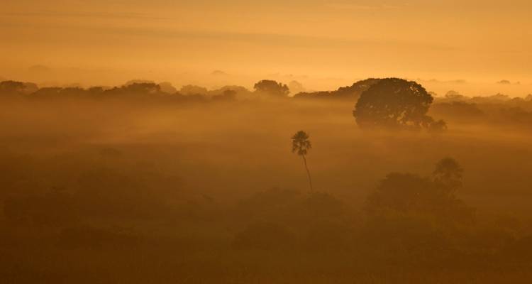 Amanecer brumoso sobre un bosque y humedales.