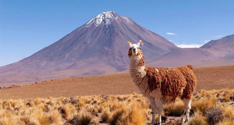 Expériences de montagne entre l'Altiplano et l'Atacama - DIAMIR Erlebnisreisen 7