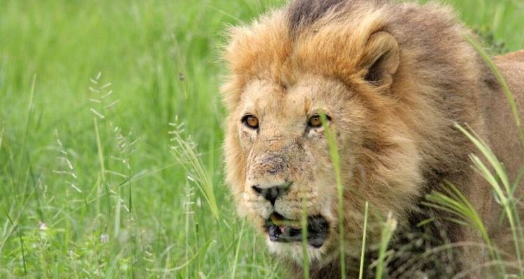 Del Cabo a Windhoek en safari de acampada - DIAMIR Erlebnisreisen 8