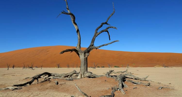 Lone dead tree against a backdrop of massive sand dunes.