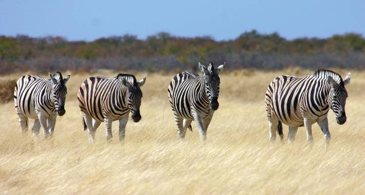 Group of zebras grazing in a grassy field.