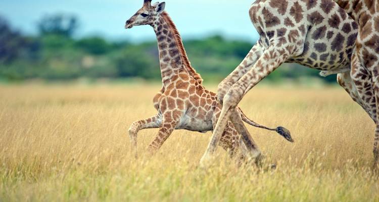 Giraffe walking through a grassy field.