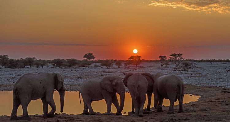 Elephants silhouetted against a setting sun near a waterhole.