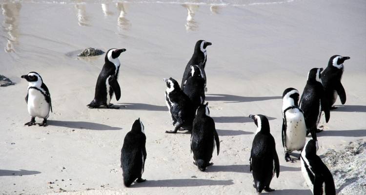 Colony of penguins on a sandy beach.