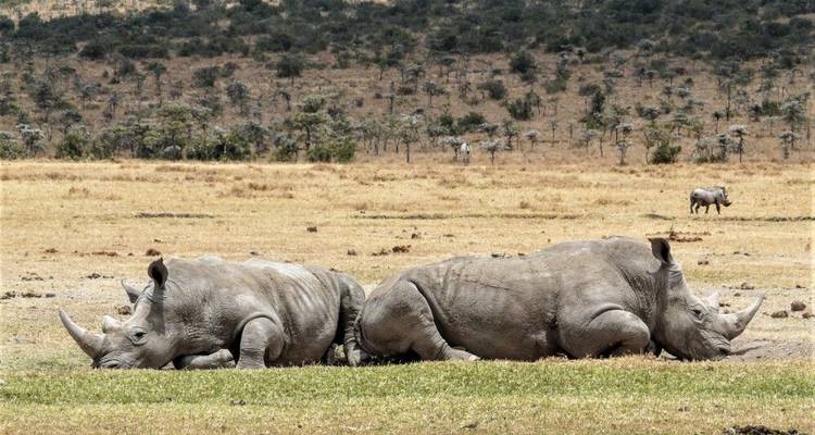Lo mejor de Kenia - DIAMIR Erlebnisreisen 1