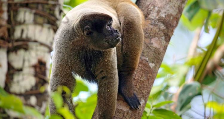 Monkey perched on a tree branch in the forest.
