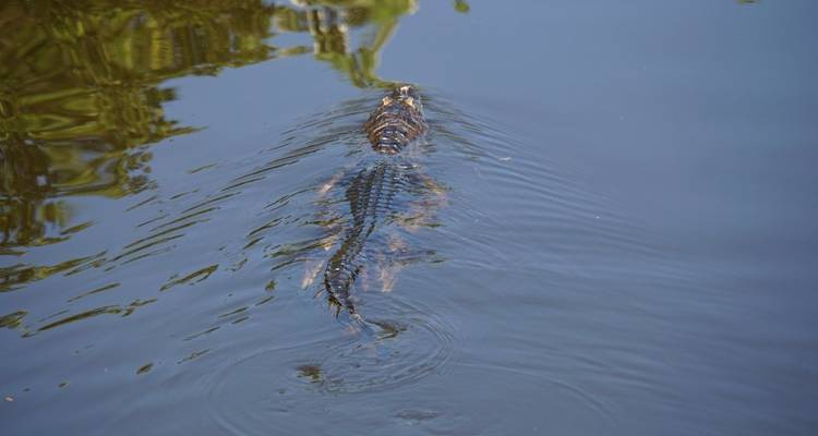 Caiman swimming in a body of water with its back visible.