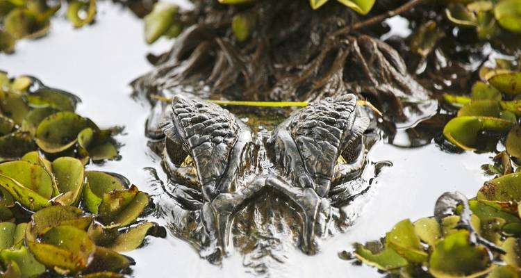 Caiman hidden among water plants in a swamp.