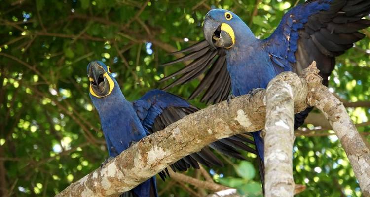 Two blue macaws perched on a branch, one spreading wings.