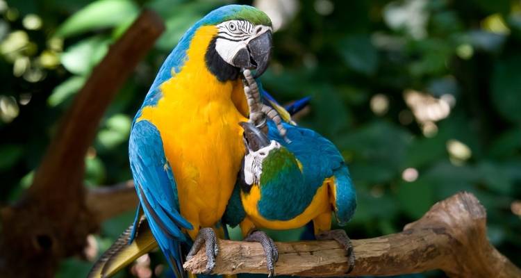 Two colorful parrots perched on a branch, one nuzzling the other.