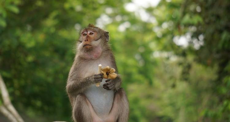 Ein Affe, der einen Snack in einer Waldumgebung hält.