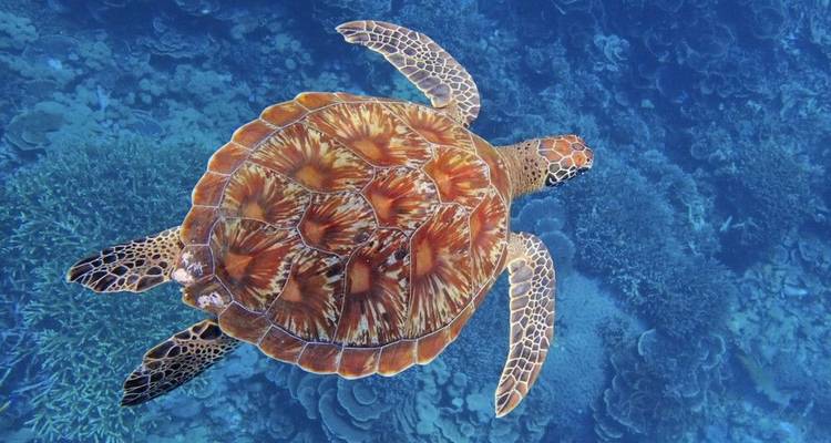 Croisière dans l'île paradisiaque des quatre Rajas - DIAMIR Erlebnisreisen 2