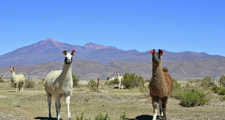 Les incontournables de l'Amérique latine - DIAMIR Erlebnisreisen 3