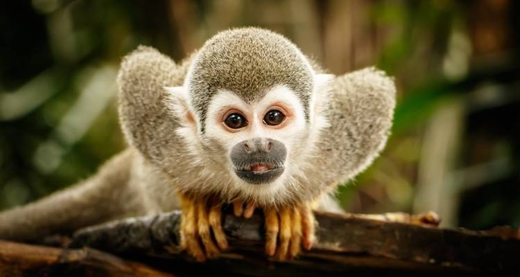 Close-up of a squirrel monkey with expressive eyes.