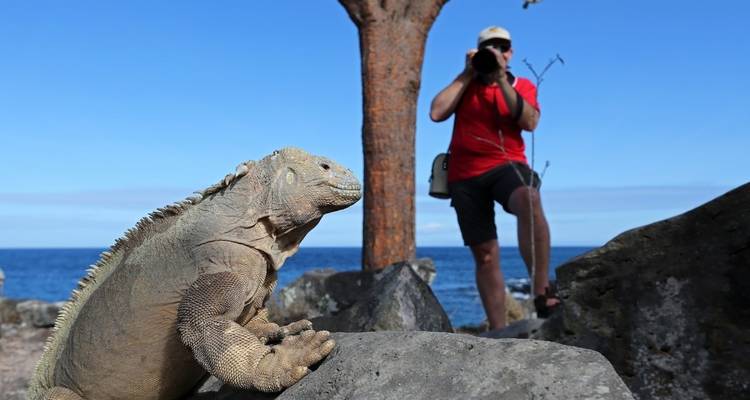 Iguana basking on a rock with a person taking a photograph.
