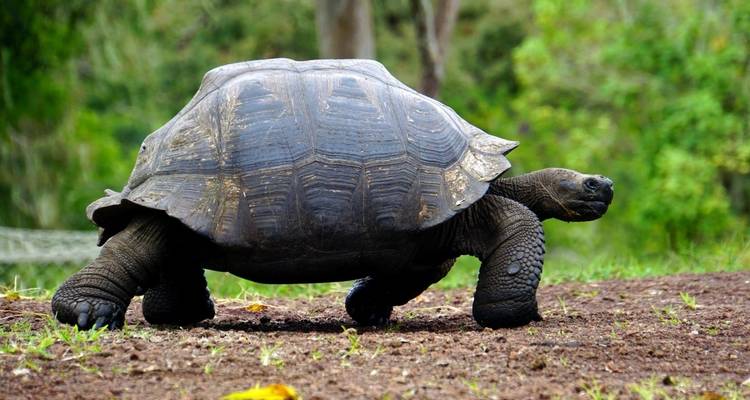 Tortoise walking on ground with lush greenery in the background.