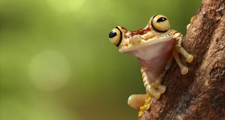 Close-up of a colorful tree frog on a tree branch.