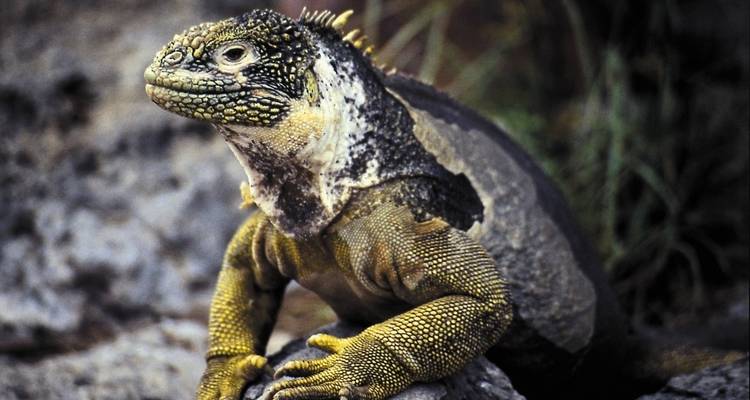 Iguana with rugged skin on a rock.