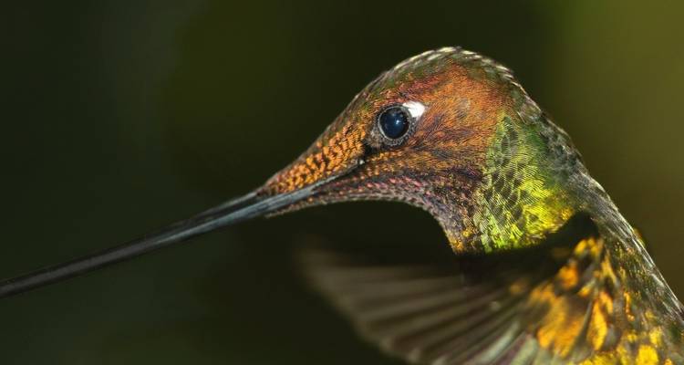Close-up of a hummingbird in vibrant colors.