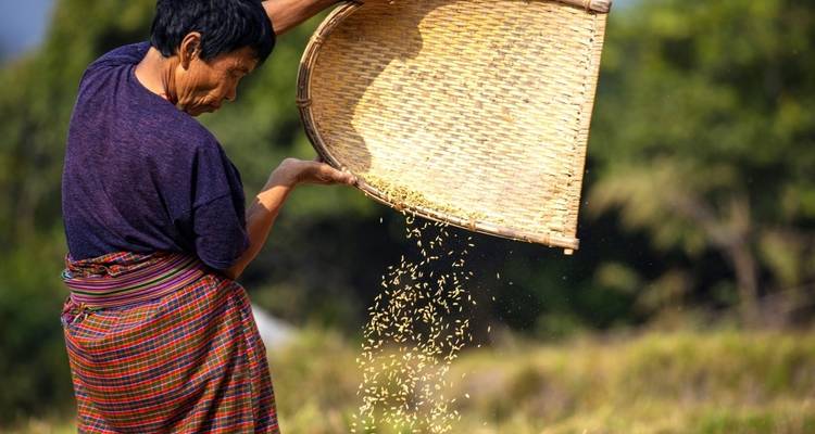 A person in traditional attire sifting grains.