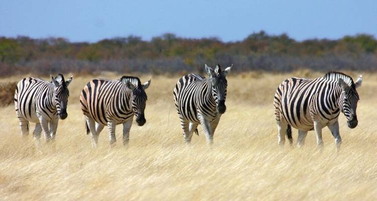 Du Cap au Zambèze en safari-camping - DIAMIR Erlebnisreisen 10