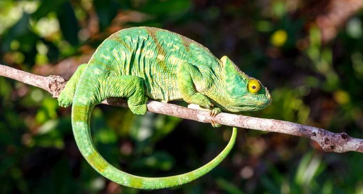Expedition to the Lost World of Madagascar - the Makay Mountains - DIAMIR Erlebnisreisen 5