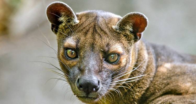 Een fossa die recht in de camera kijkt.