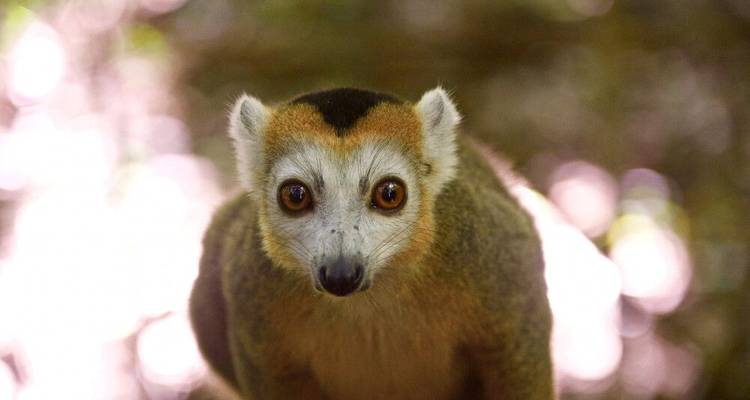 Highlights of Madagascar - DIAMIR Erlebnisreisen 5