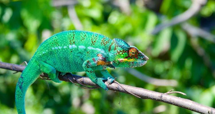 Highlights of Madagascar - DIAMIR Erlebnisreisen 1