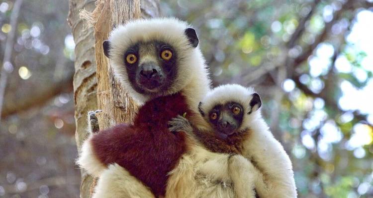 Highlights of Madagascar - DIAMIR Erlebnisreisen 2