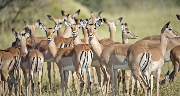 A group of impalas standing in a grassy field.