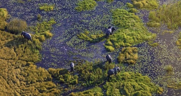 Elephants grazing in a swampy area seen from above.