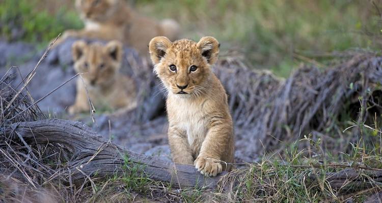 Lion cubs playing on the grass and on a fallen tree.