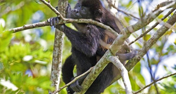 Adventures in the Home of the Sloth - DIAMIR Erlebnisreisen 3