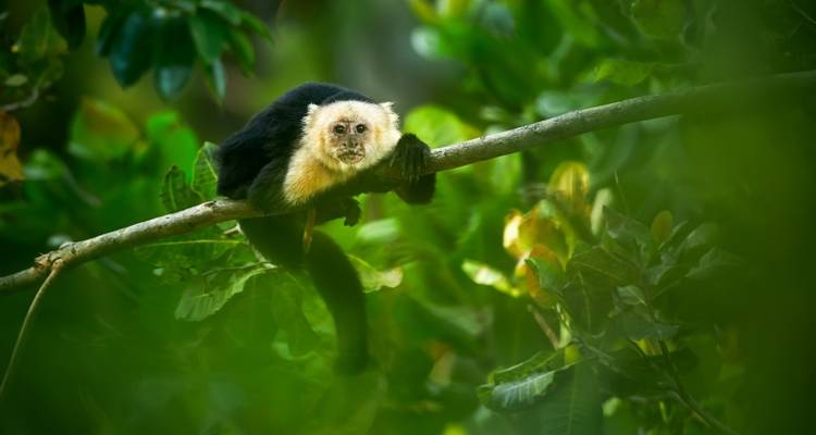 Adventures in the Home of the Sloth - DIAMIR Erlebnisreisen 7