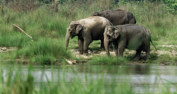 Experiencias exclusivas acechando tigres y templos - DIAMIR Erlebnisreisen 2