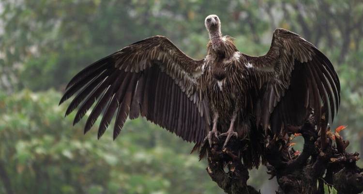 Experiencias exclusivas acechando tigres y templos - DIAMIR Erlebnisreisen 4