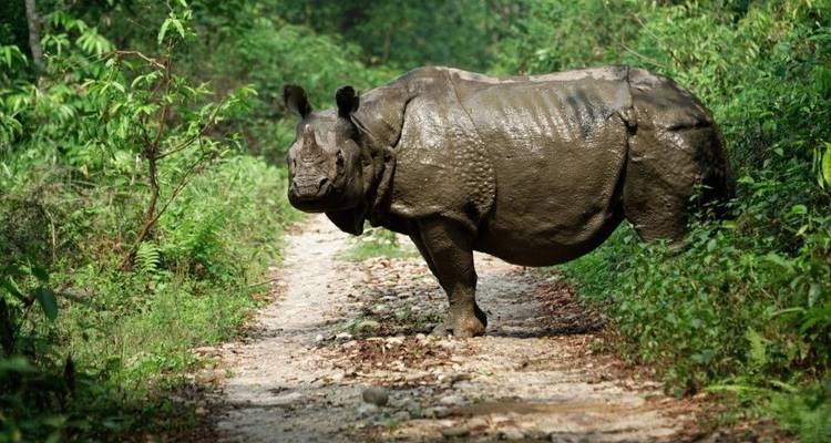 Experiencias exclusivas acechando tigres y templos - DIAMIR Erlebnisreisen 8