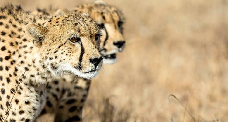 Close-up of two cheetahs in a dry savannah habitat.