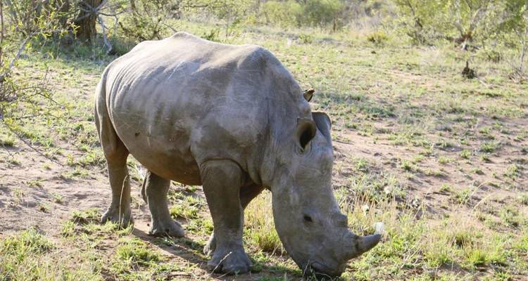 A rhinoceros grazing in a natural grassy environment.